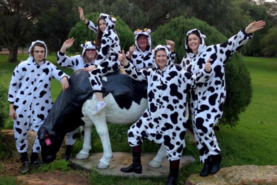 cow-town cows quirky elopement idea