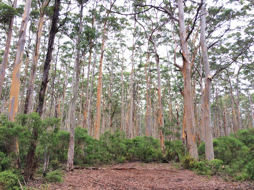 a natural chapel in the middle of the forest in Margaret River