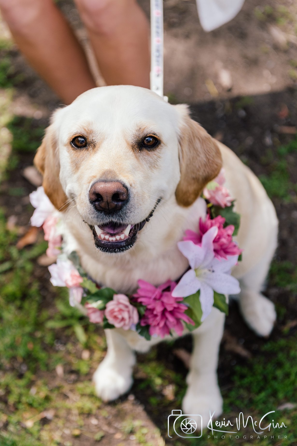 jacinta and mitch cali dog ring bearer by kevin mcginn